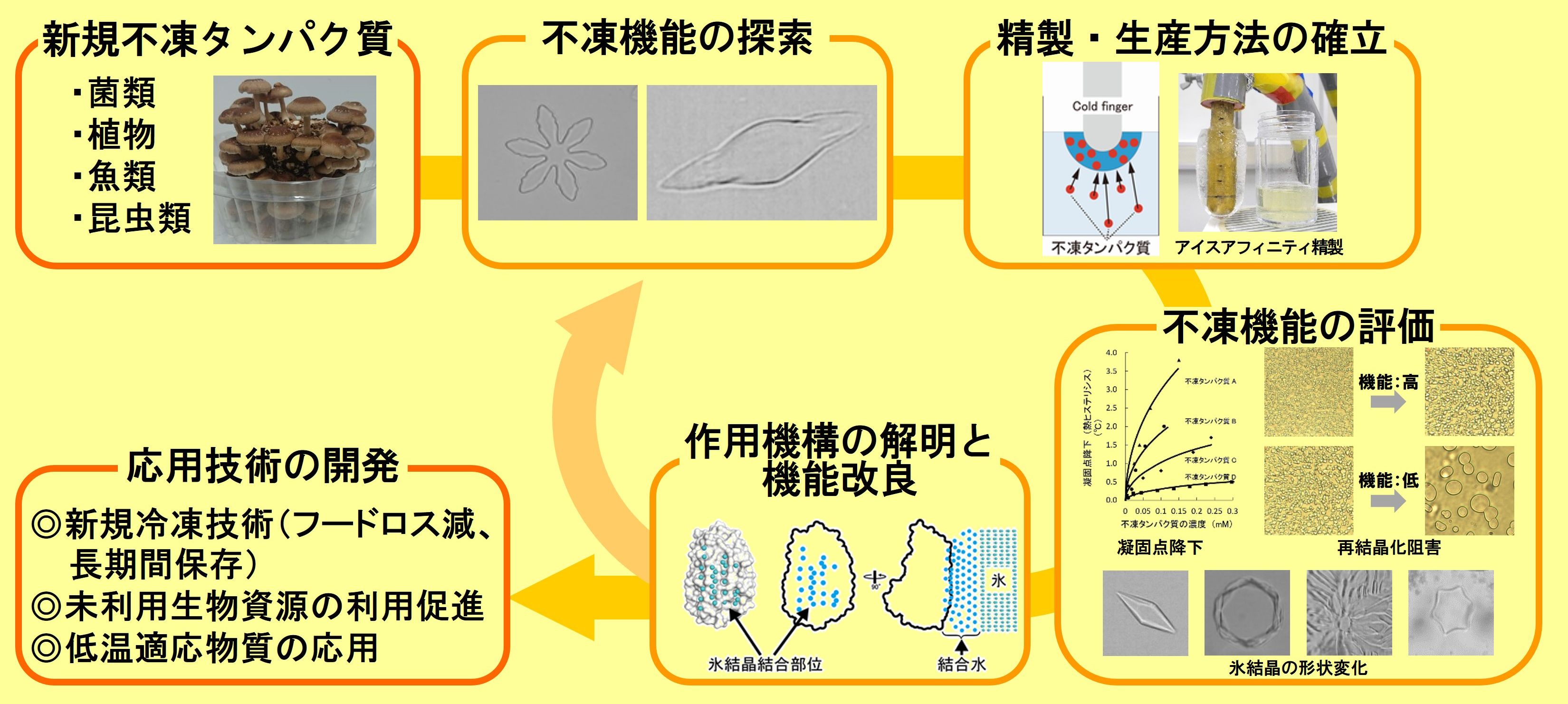 不凍タンパク質の探索、評価と応用の図