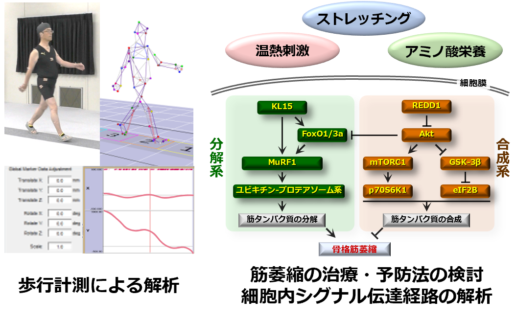 研究紹介図
