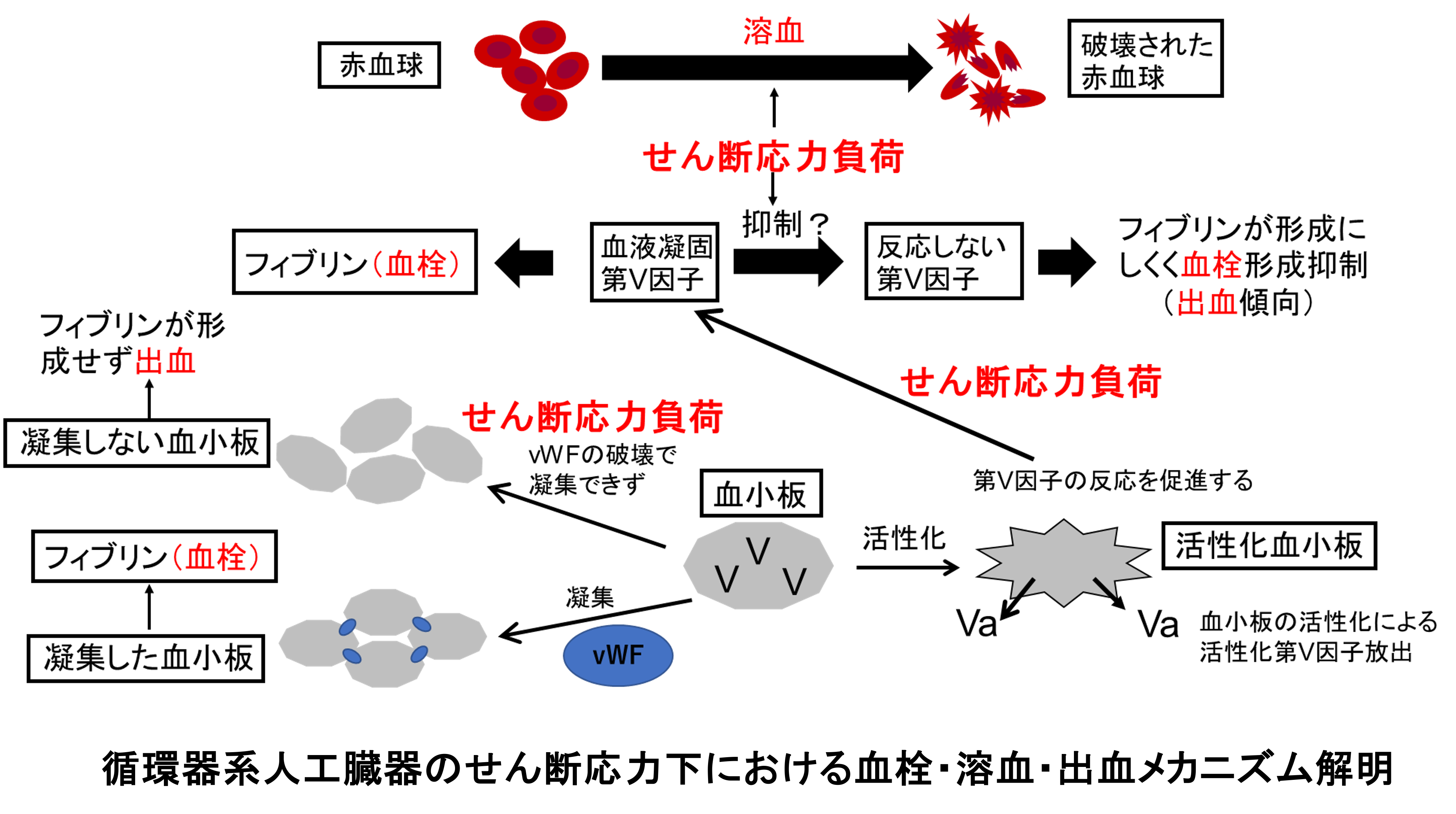 研究紹介図