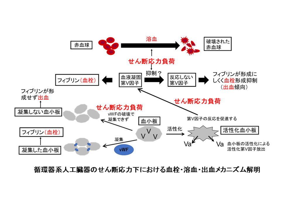 血流が停滞するとなぜ血栓が生じるのか？　～せん断流れの影響～の図