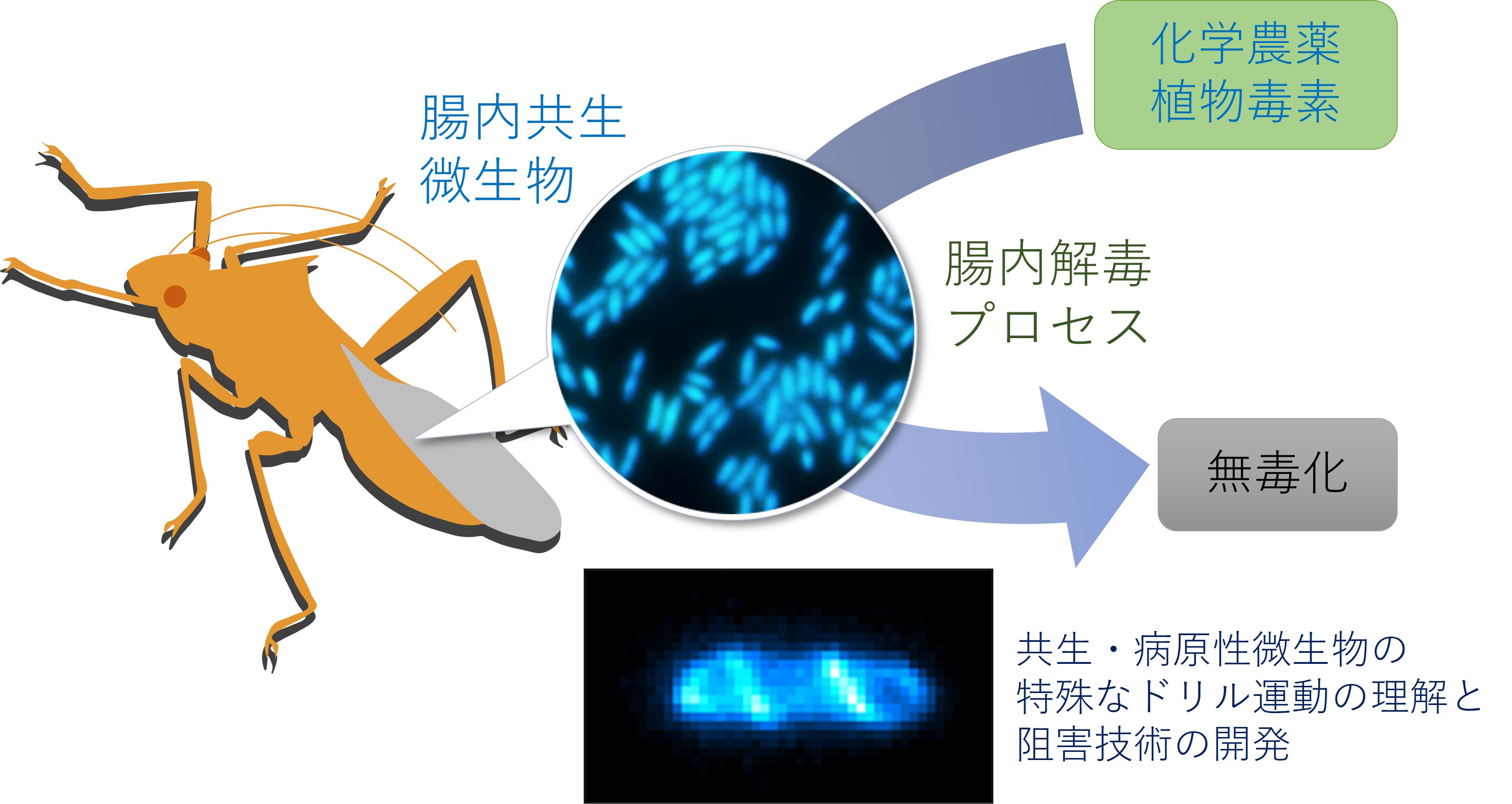 研究紹介図