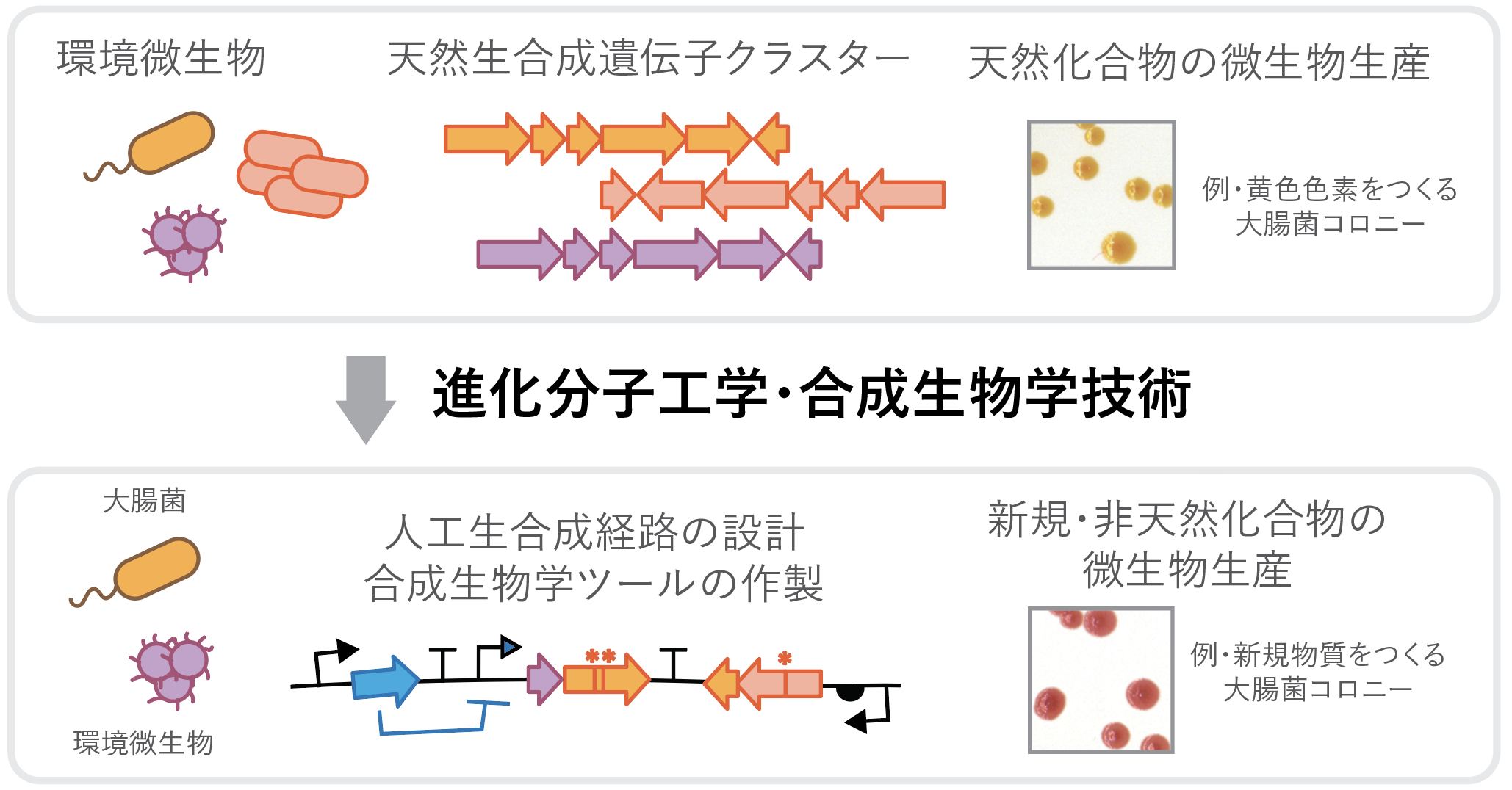 研究紹介図