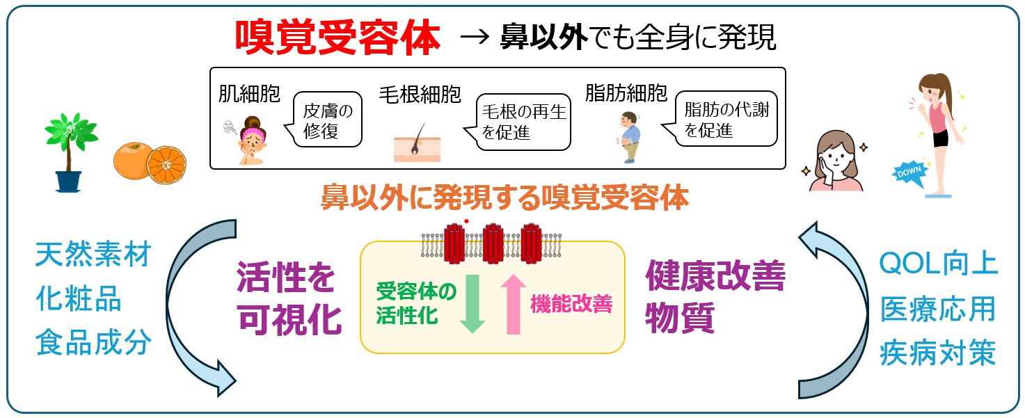 研究紹介図