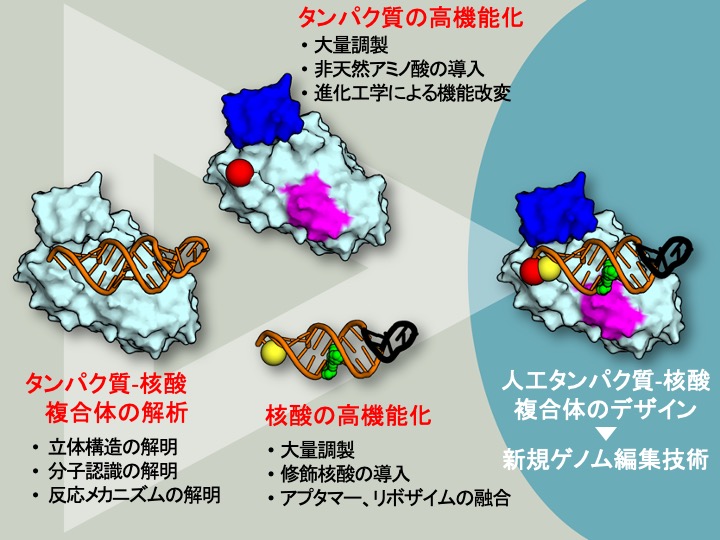研究紹介図