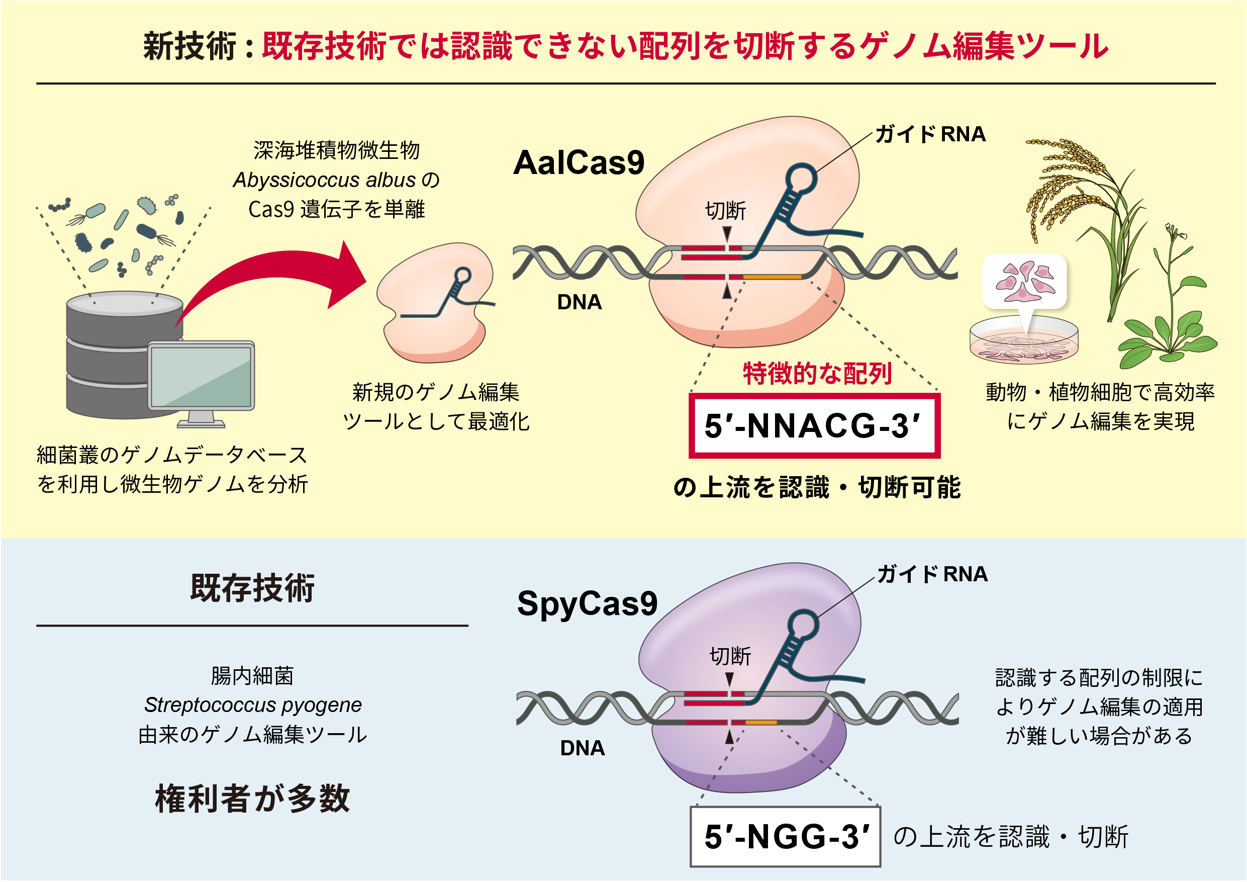 新規小型ゲノム編集ツールの図
