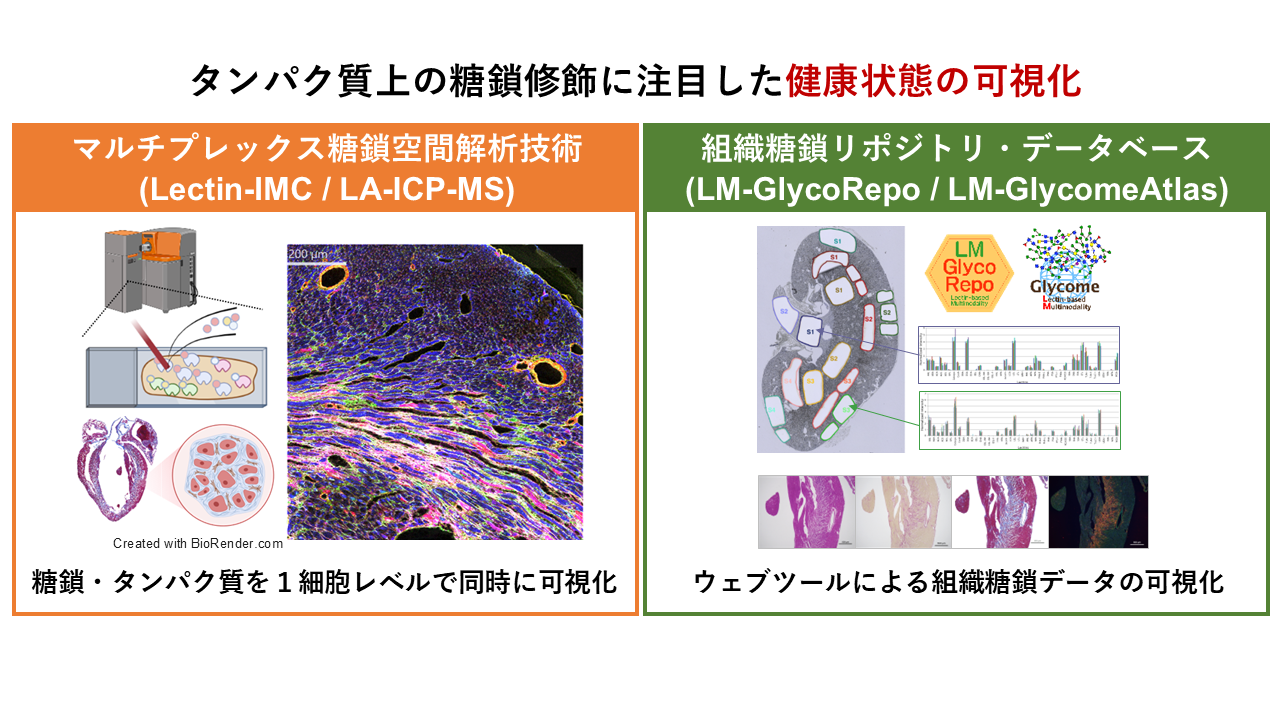 研究紹介図