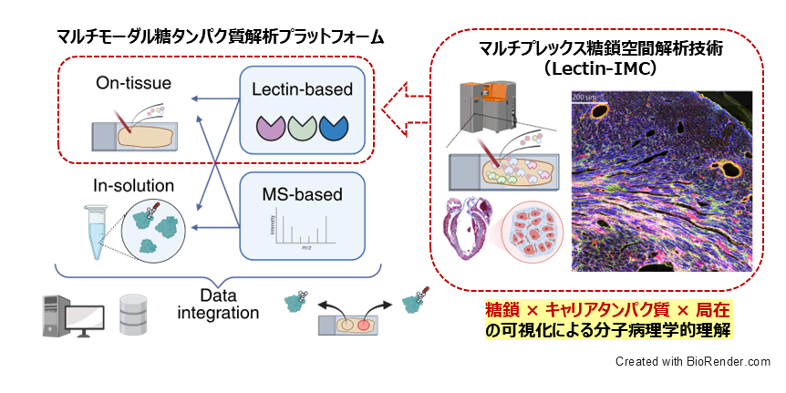 糖鎖機能の解釈と応用を可能にする糖鎖空間解析技術の図