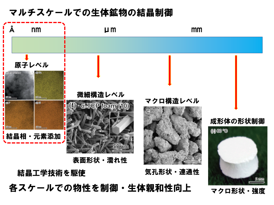 バイオミネラルの高機能化・無機複合材料の開発の図