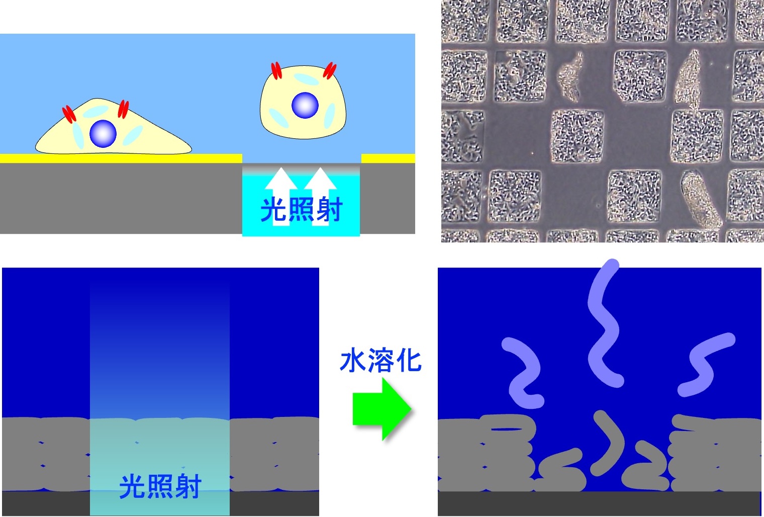 光で瞬時に水溶化できるポリマー材料の図