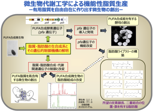 微生物による機能性脂質生産法の開発の図