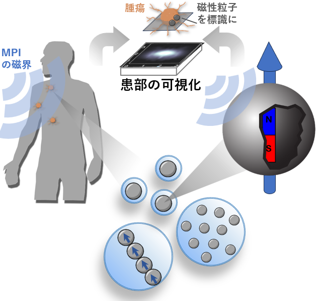 磁性粒子を用いた新規診断治療技術の開発の図