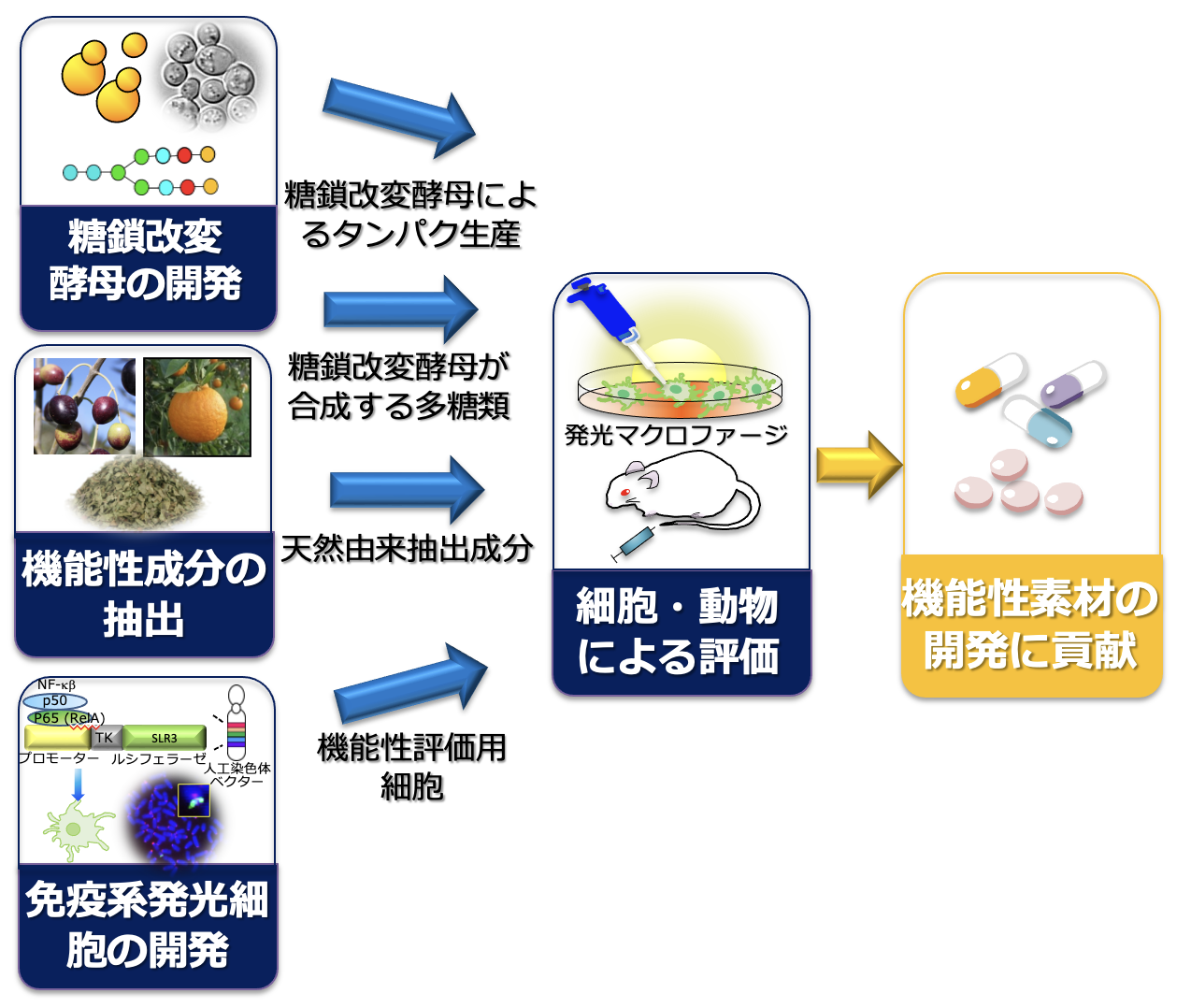 研究紹介図