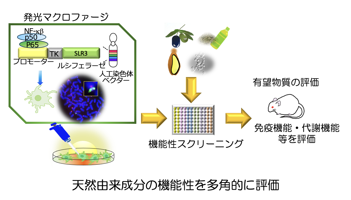 免疫制御活性を示す天然由来成分の探索の図