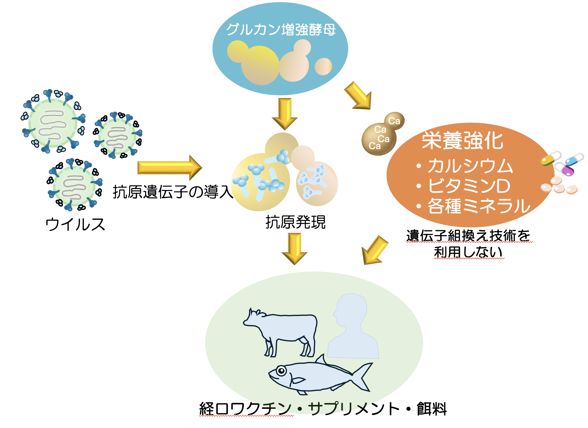 酵母を利用する経口ワクチンプラットフォームの開発の図