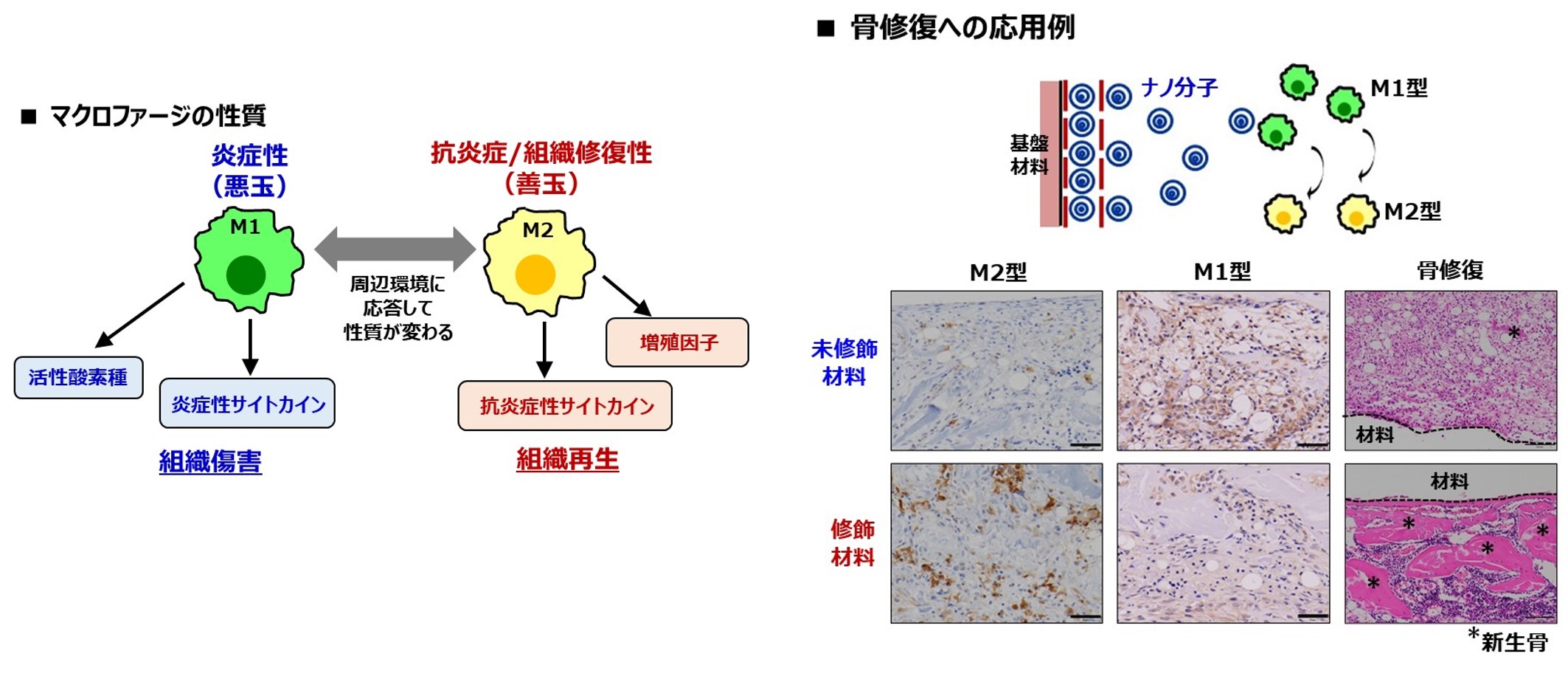 研究紹介図