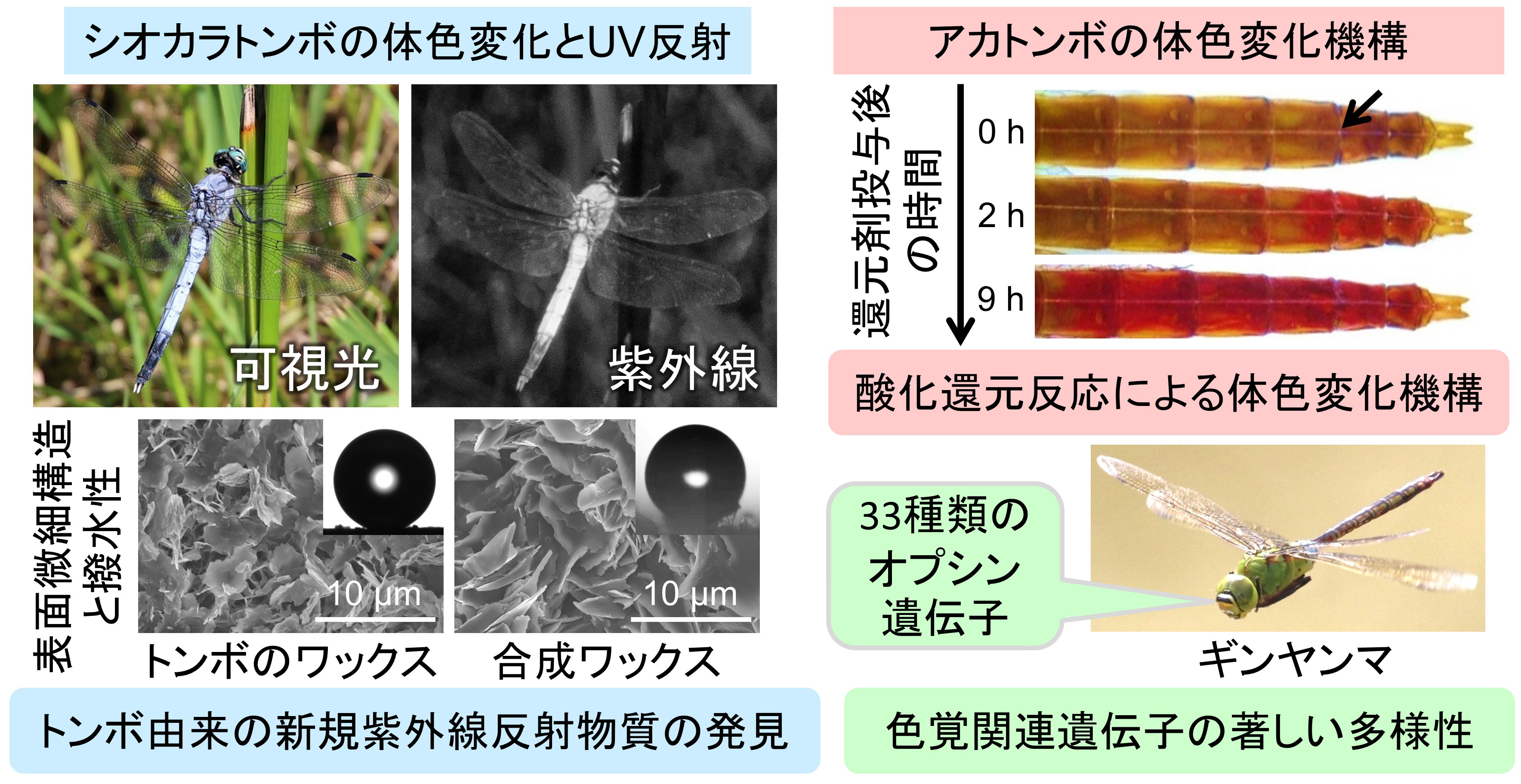 研究紹介図