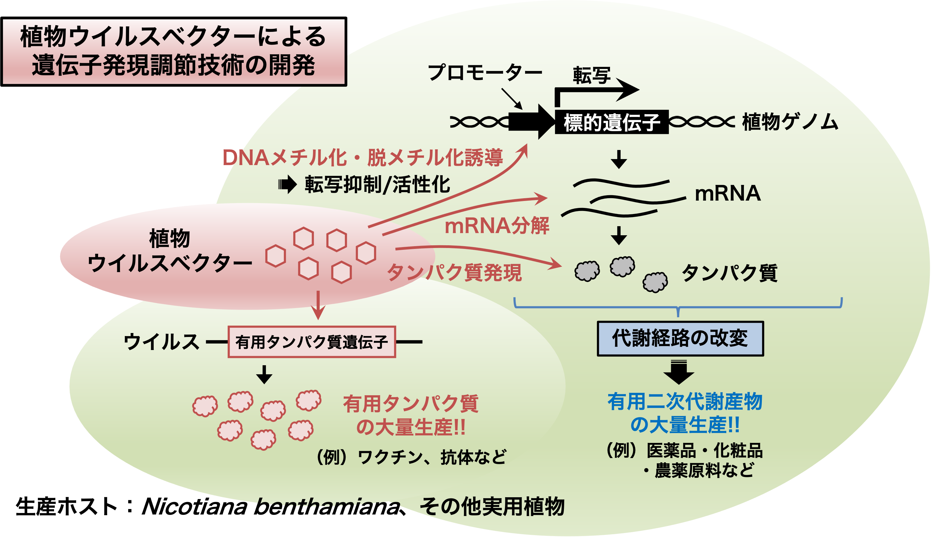 研究紹介図