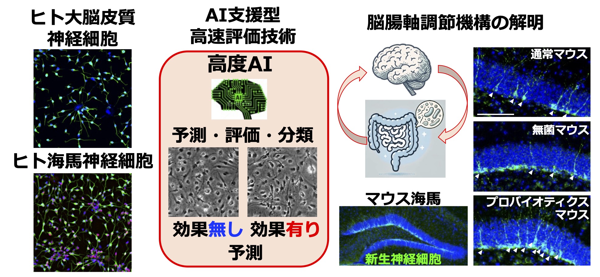 研究紹介図