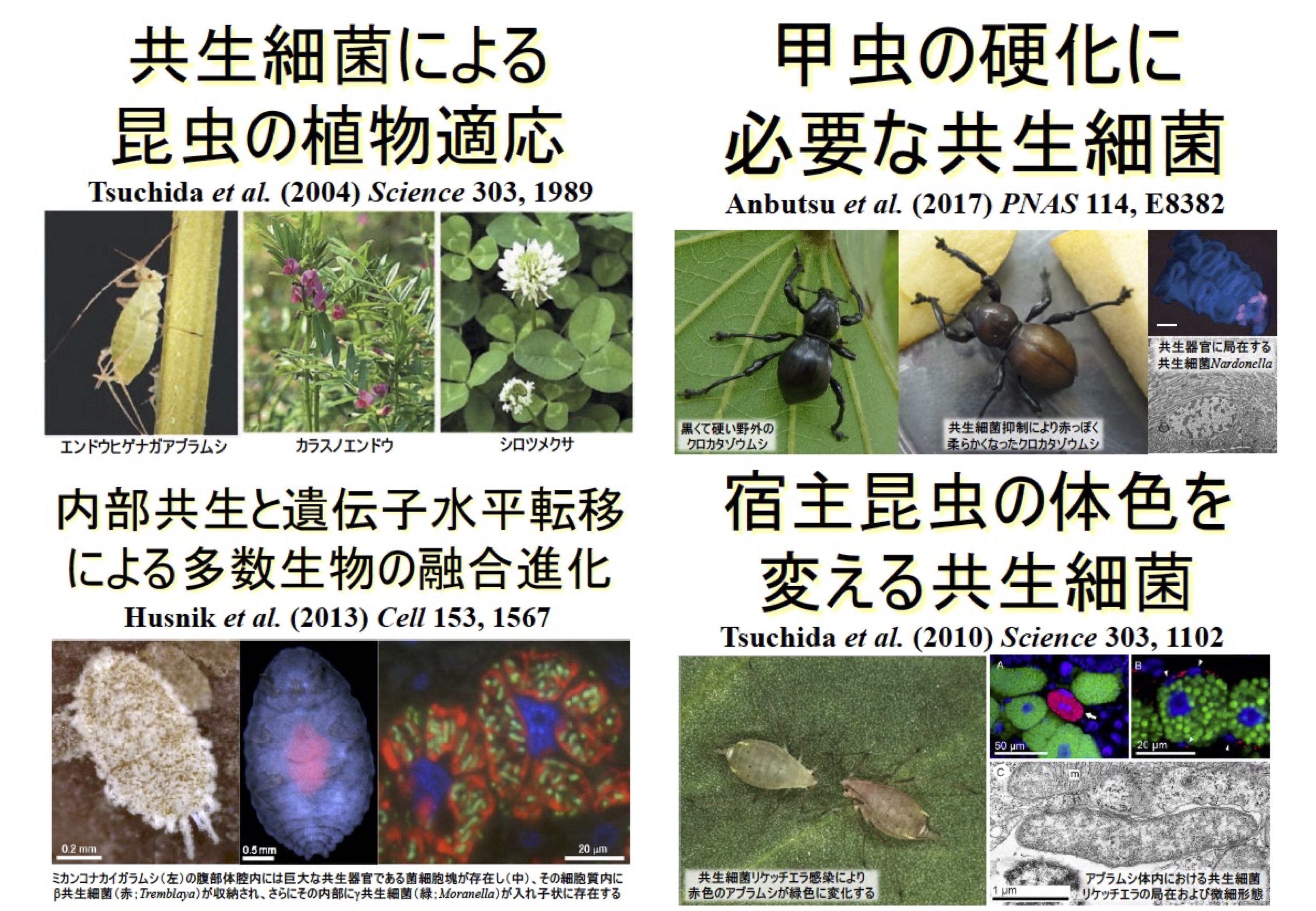 研究紹介図