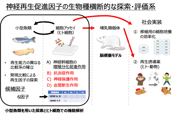 研究紹介図