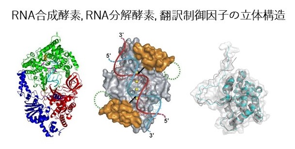 研究紹介図