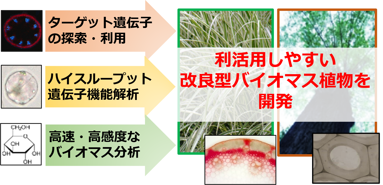 研究紹介図
