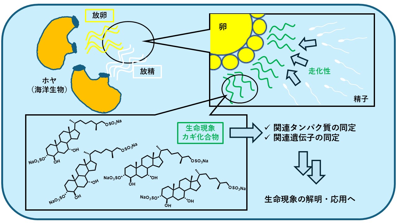研究紹介図