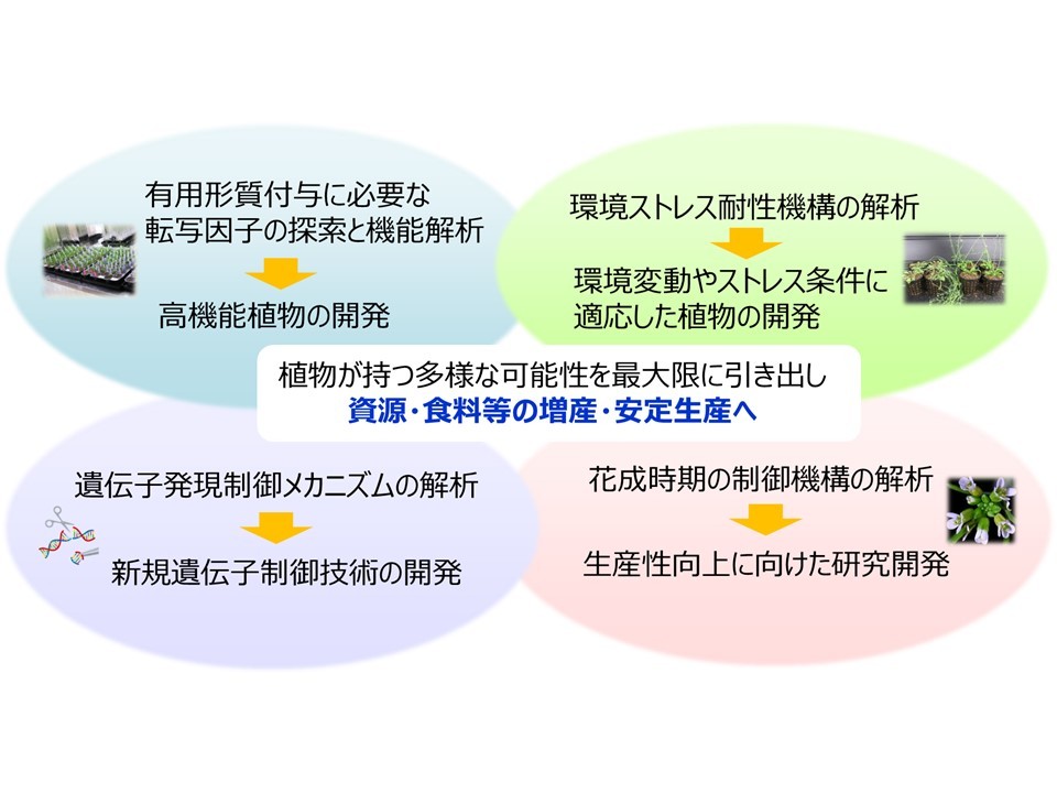 分子育種技術による高機能植物の開発の図