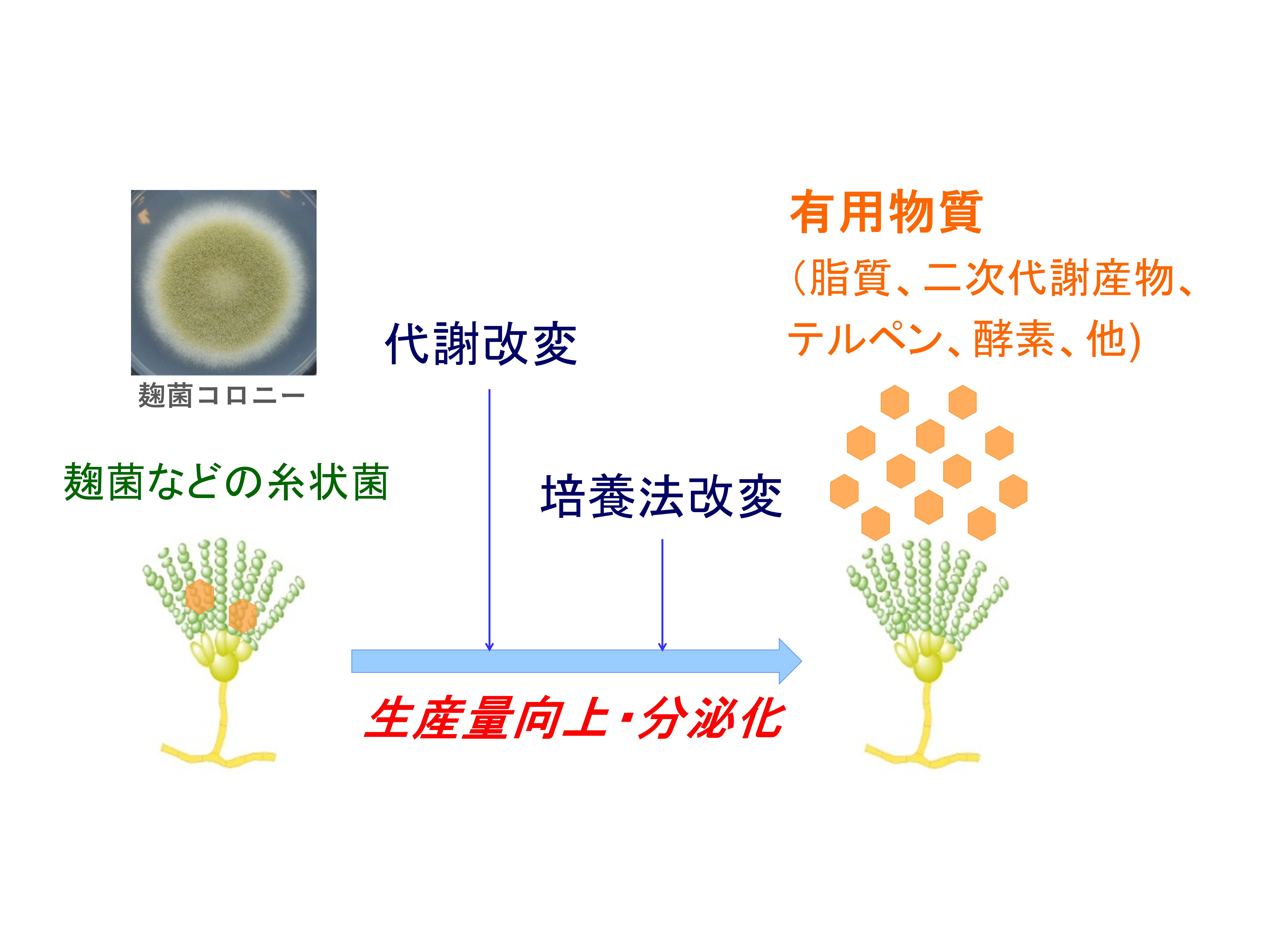 研究紹介図