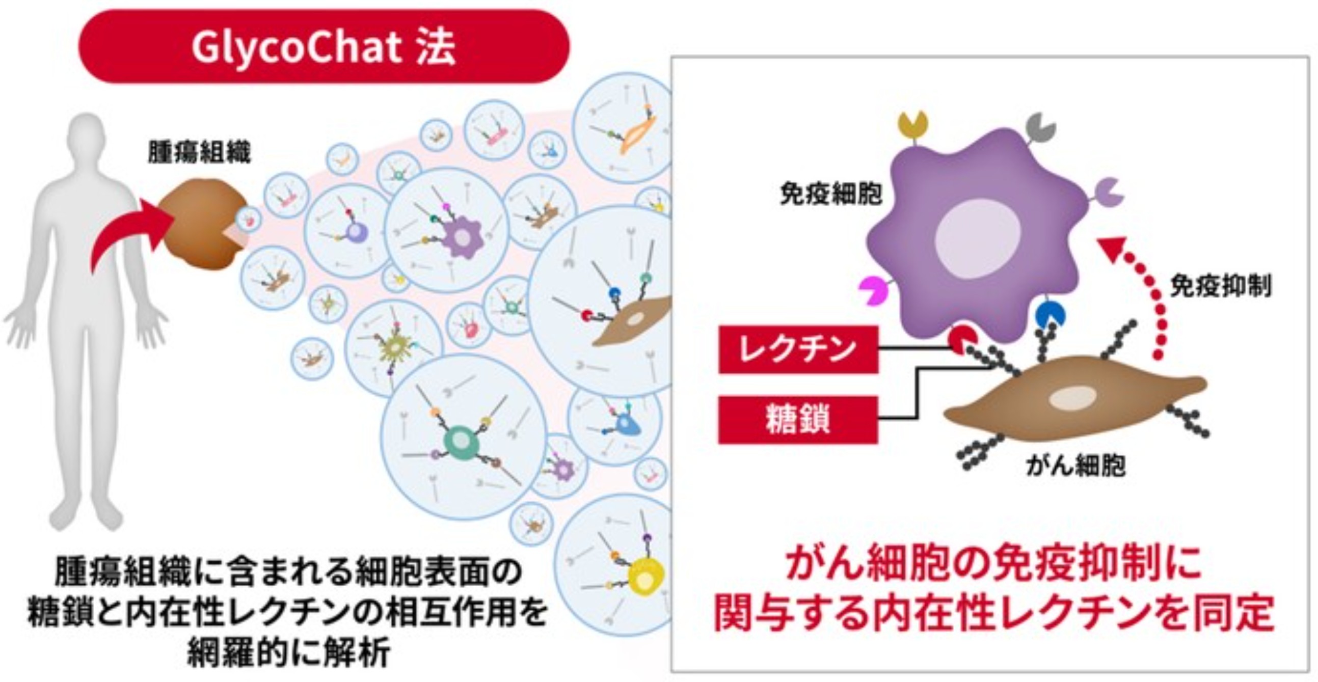 免疫チェックポイント分子の新規探索技術の図
