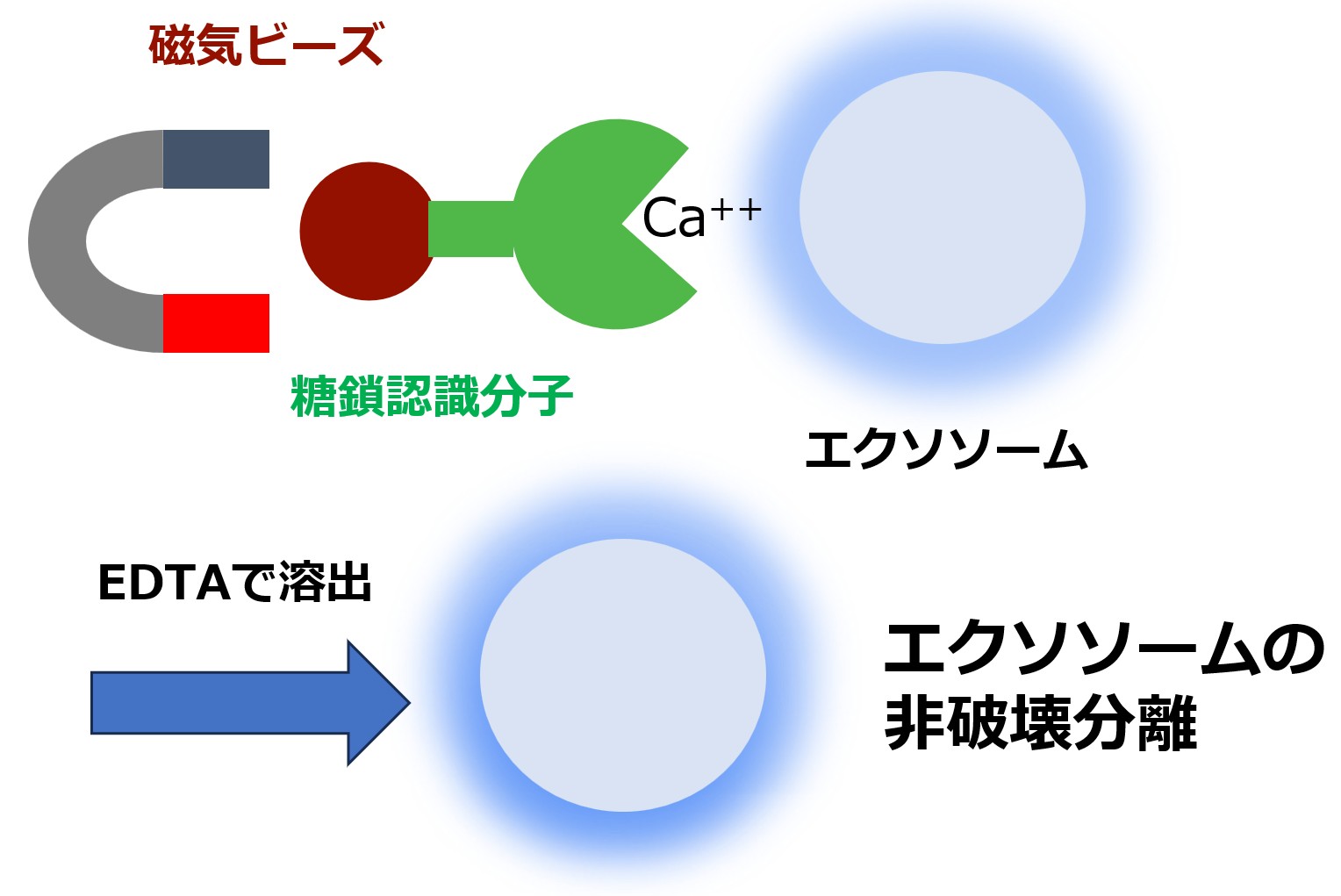 エクソソーム分離・制御技術の図