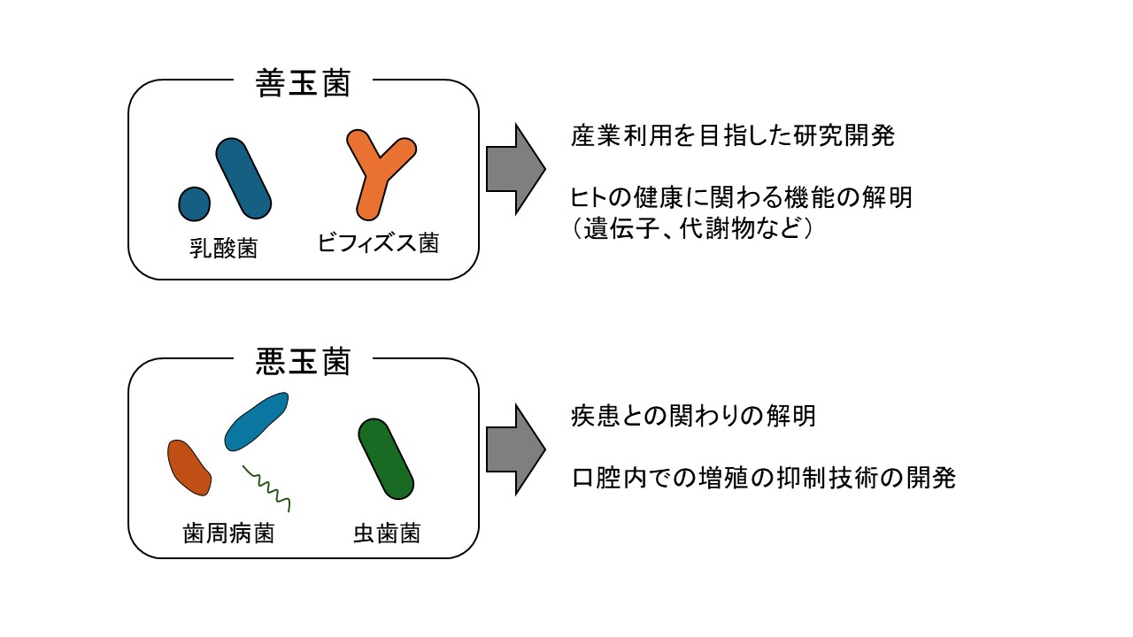 研究紹介図