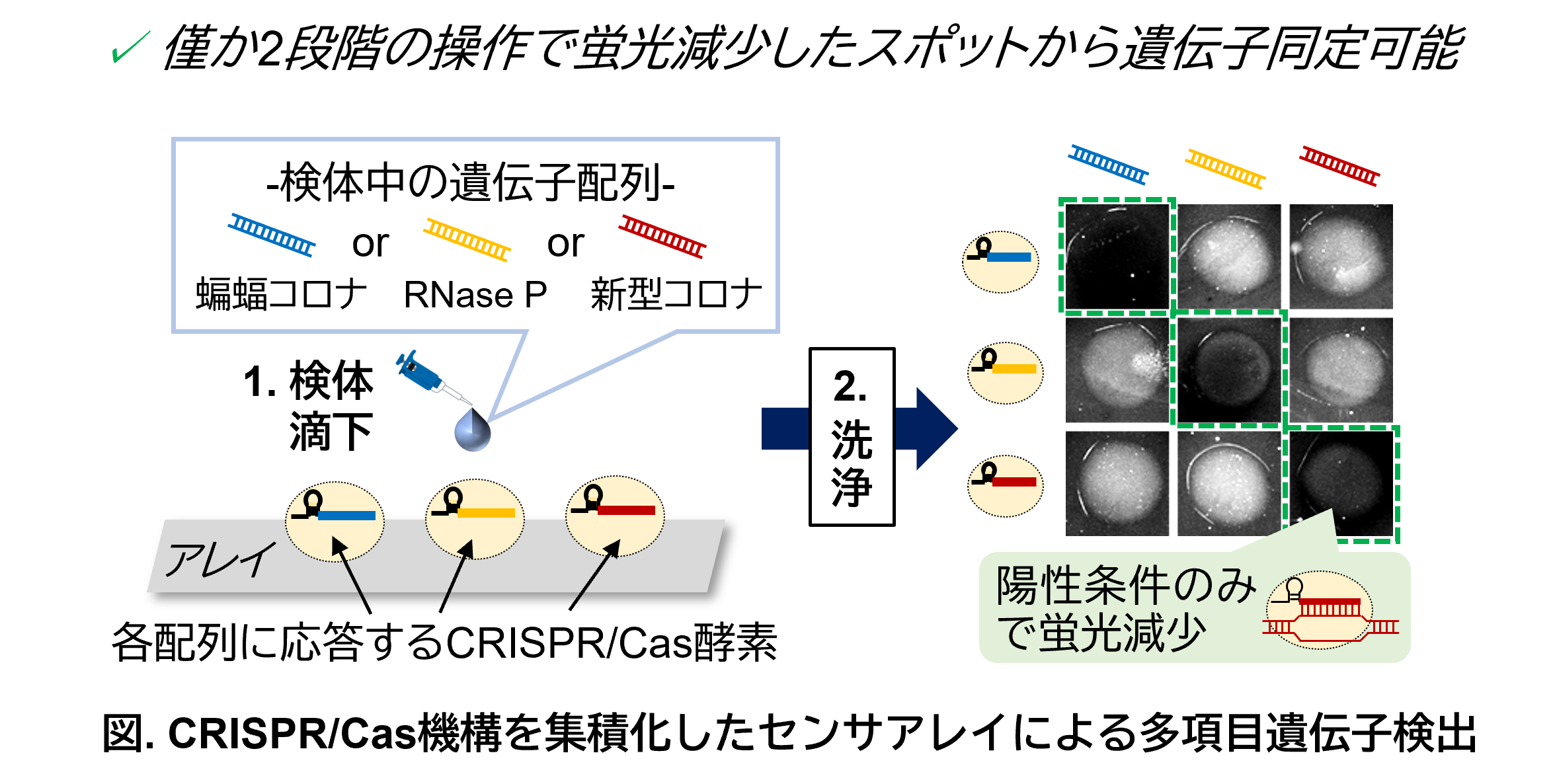 研究紹介図