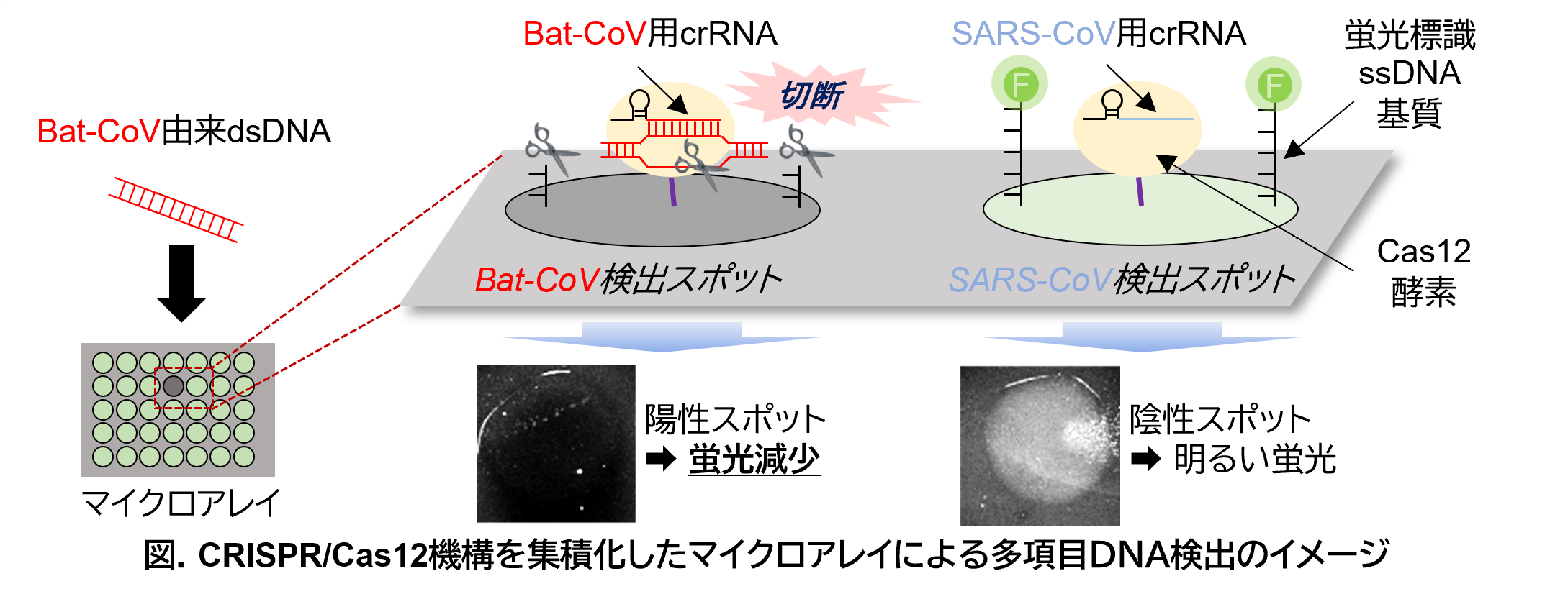 CRISPR/Cas機構を活用した迅速・多項目DNAセンサアレイの開発の図