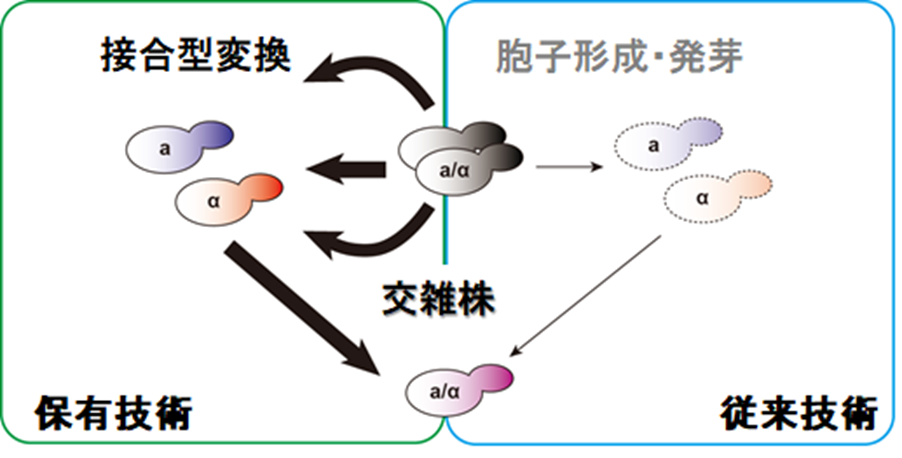 研究紹介図