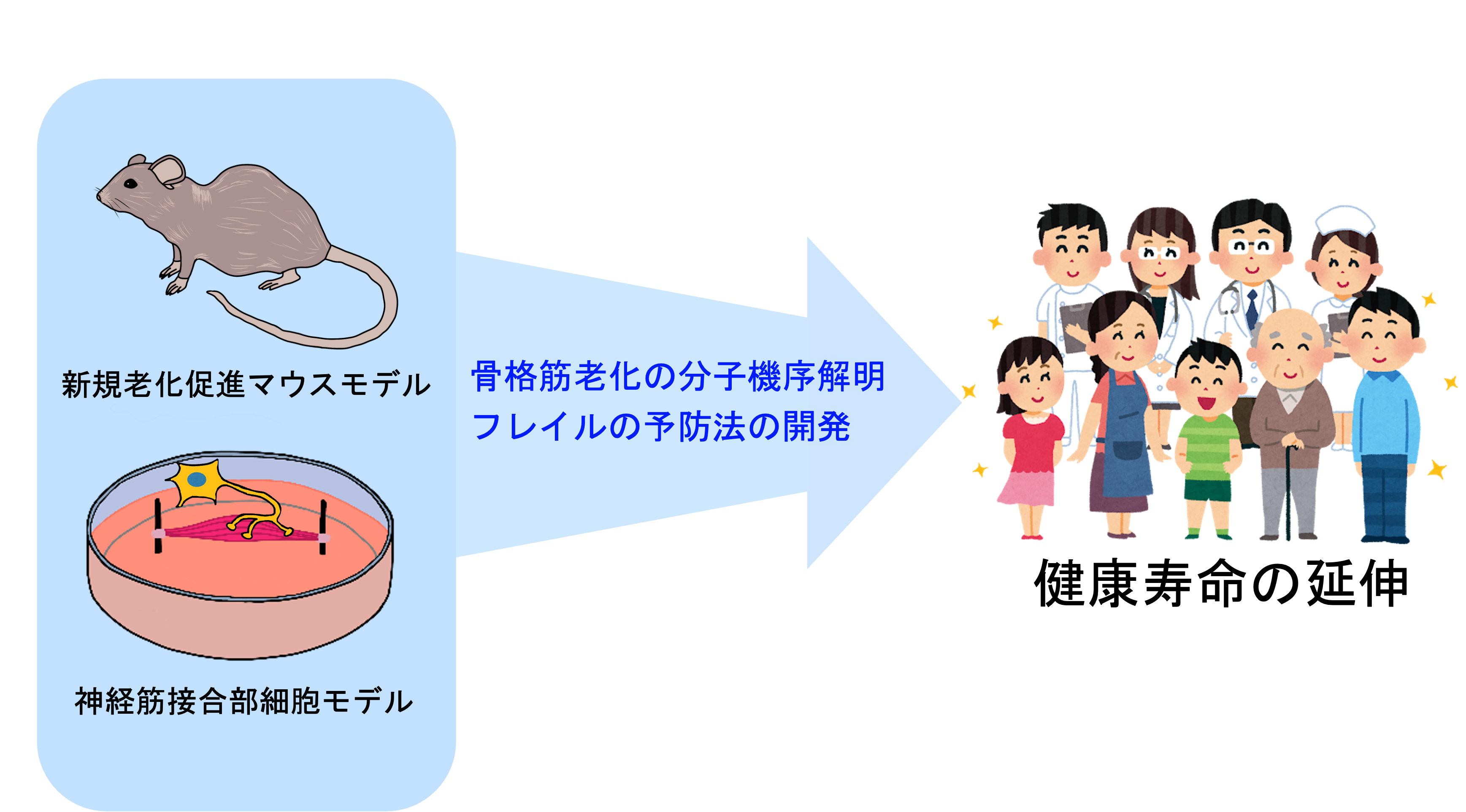 研究紹介図