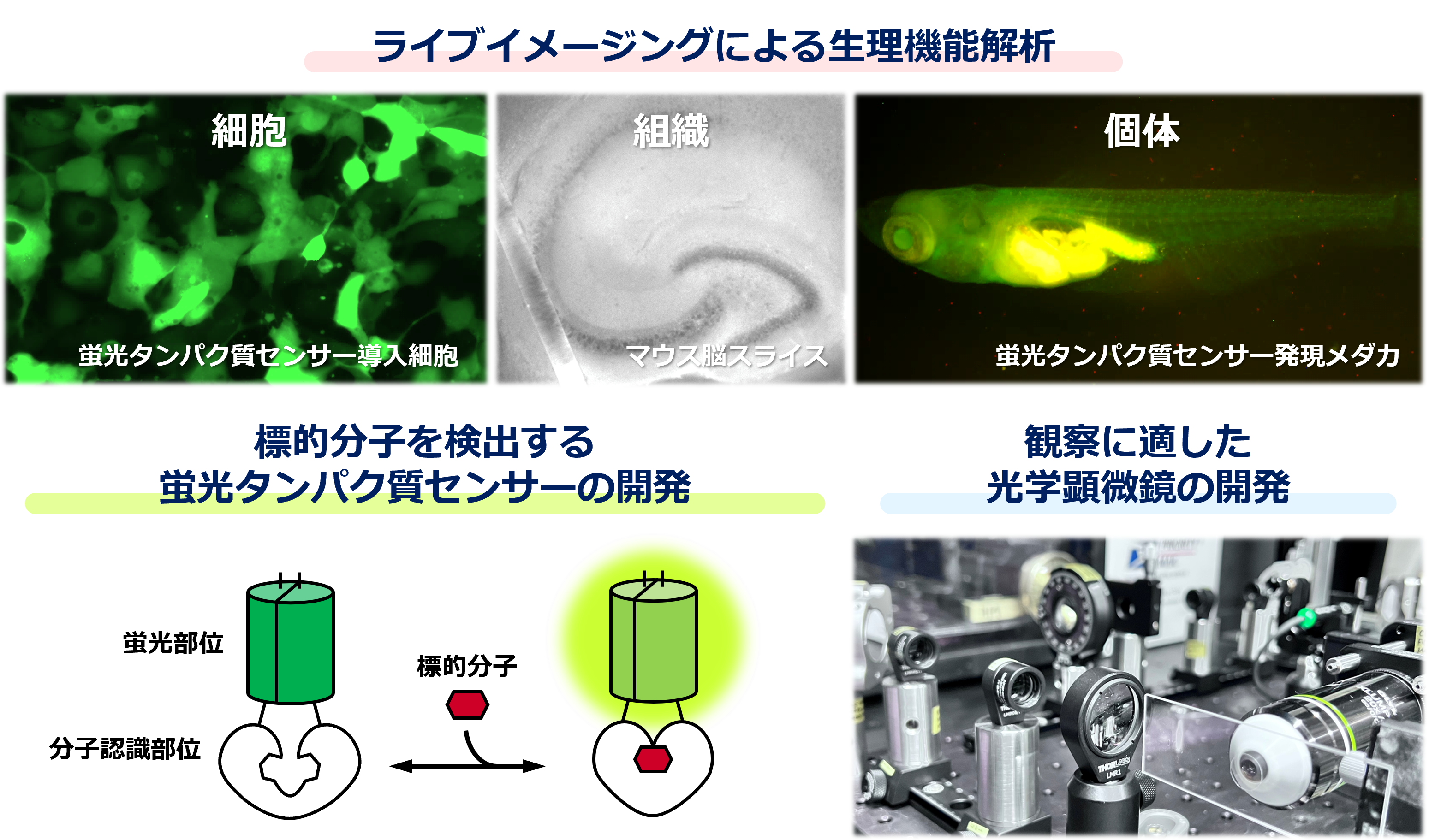 研究紹介図