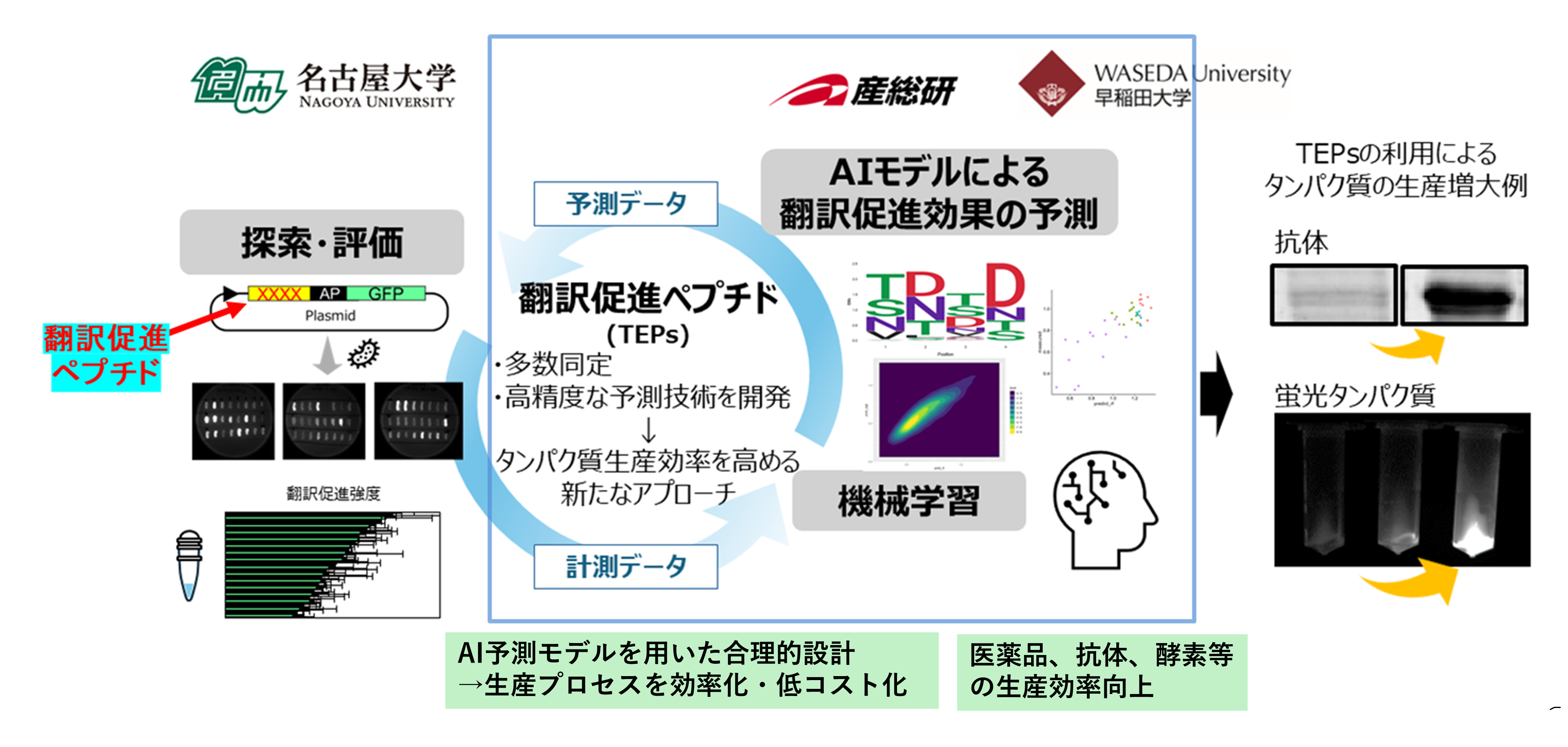 翻訳されやすいタンパク質のデザインの図