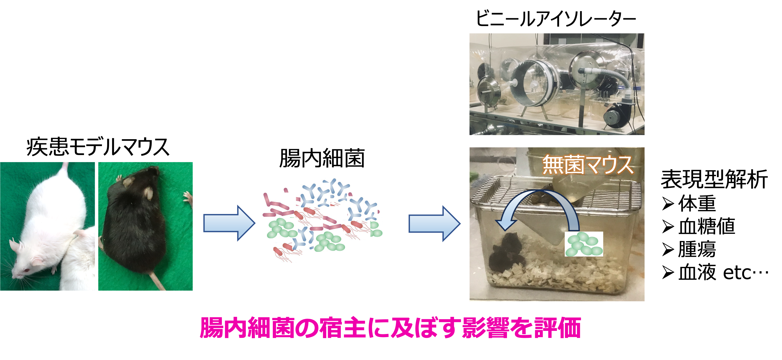 研究紹介図