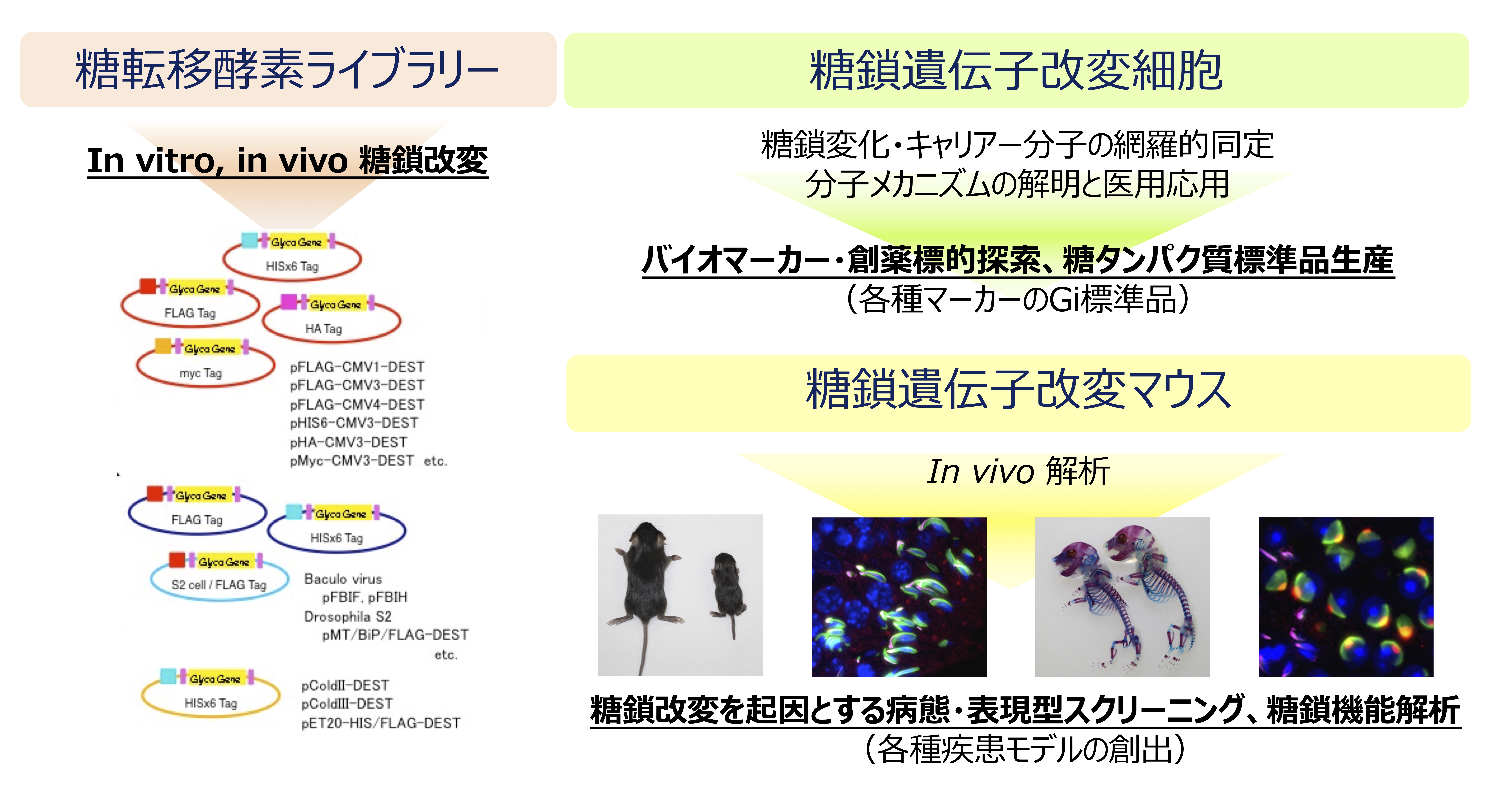 研究紹介図