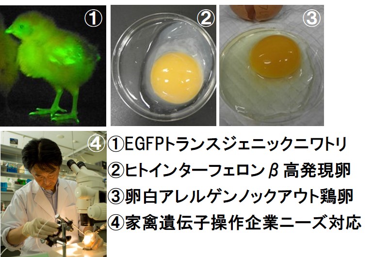 研究紹介図
