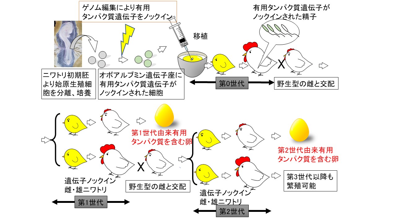 遺伝子ノックイン鶏を用いた鶏卵内組換え蛋白質大量生産技術の図