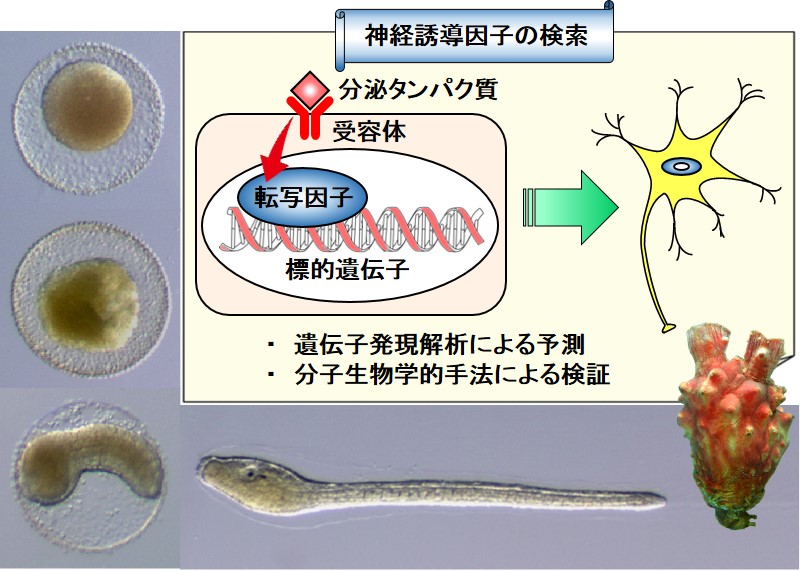 研究紹介図