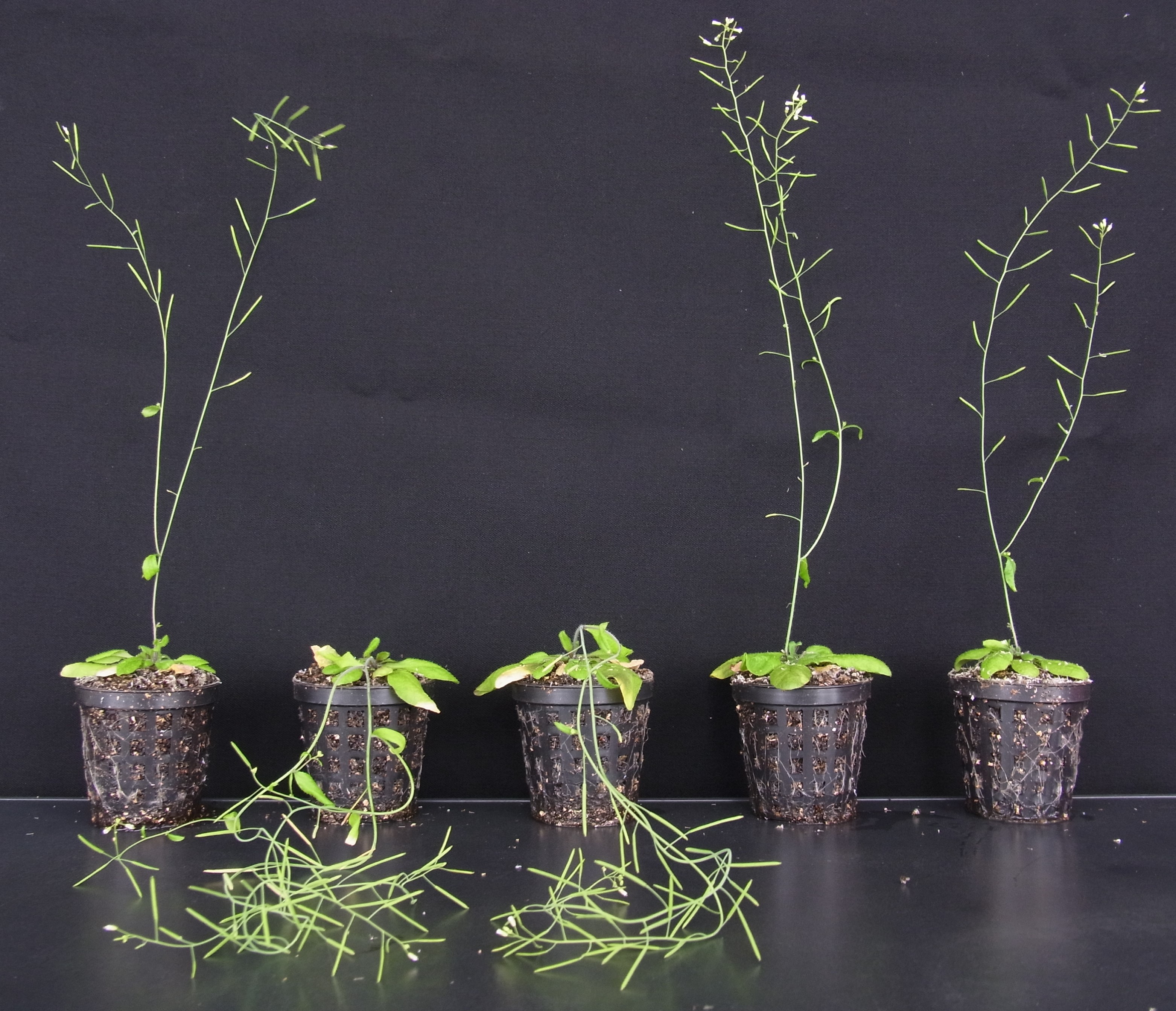植物における木質バイオマスエンジニアリングの図