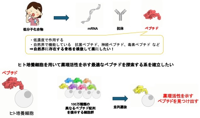 研究紹介図