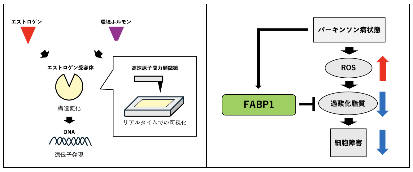 研究紹介図