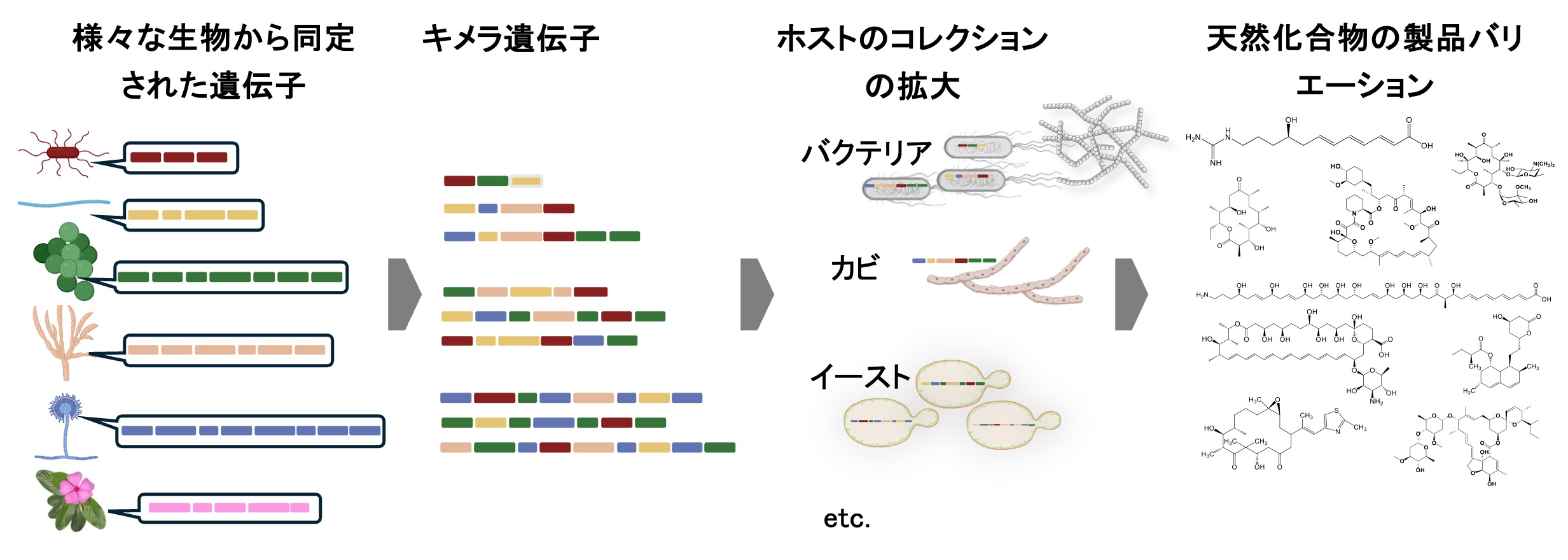 研究紹介図
