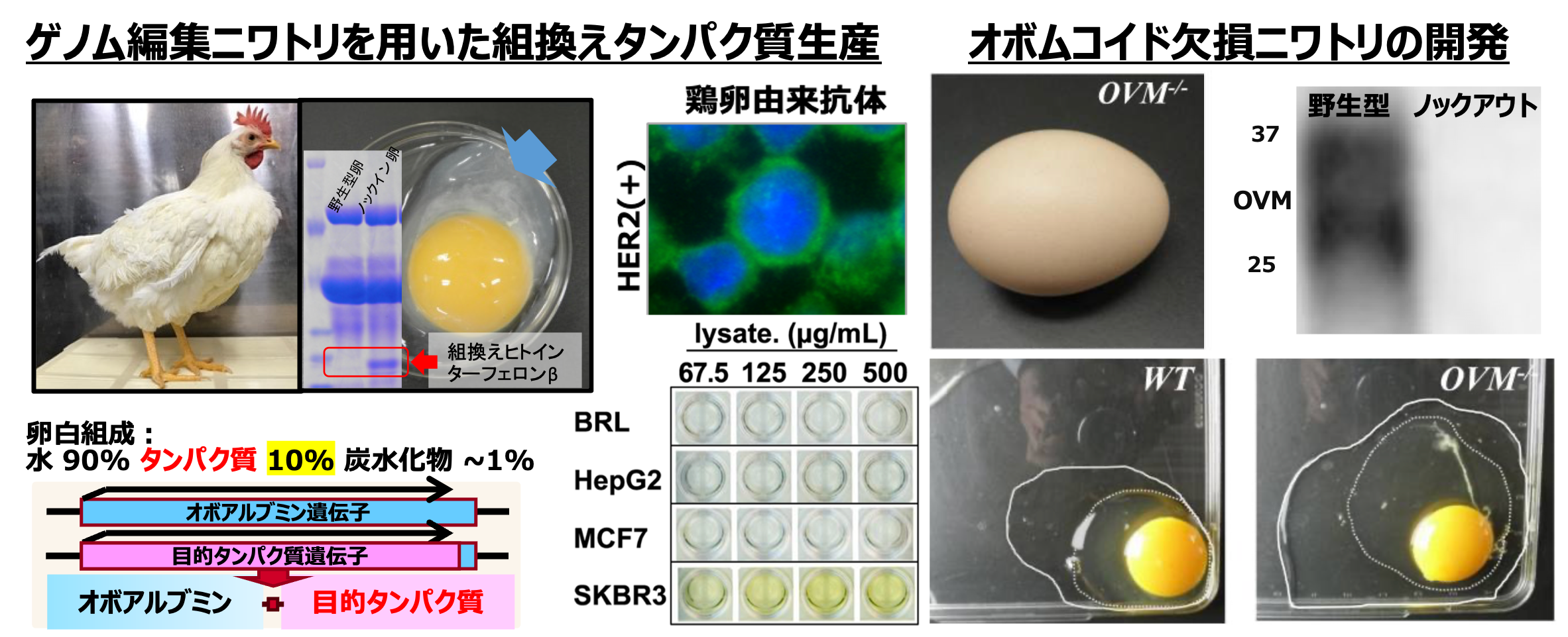 研究紹介図