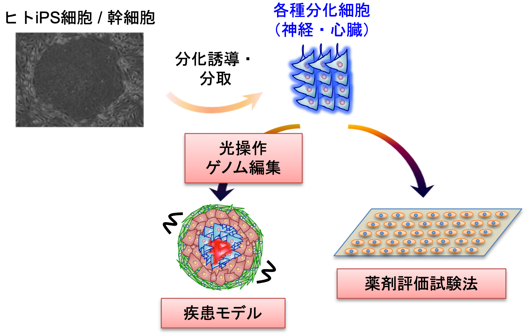 研究紹介図