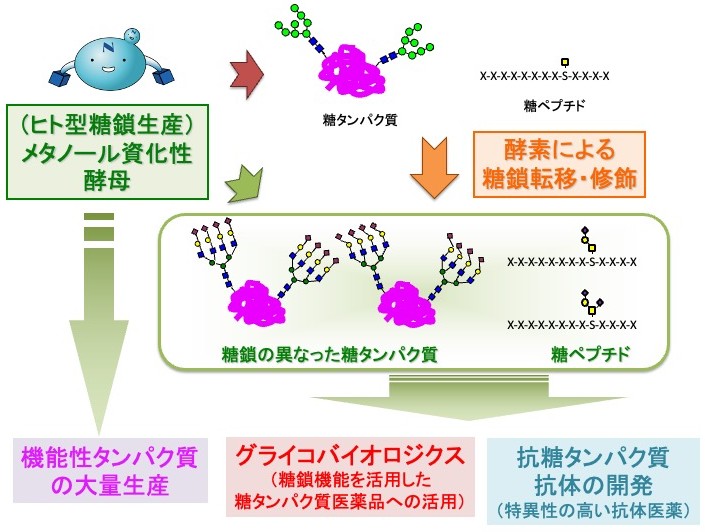研究紹介図